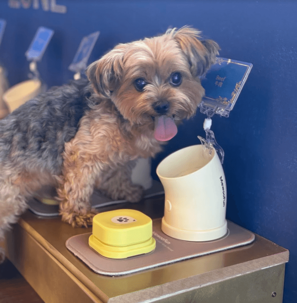 Happy Dog - Chew Chew Canada